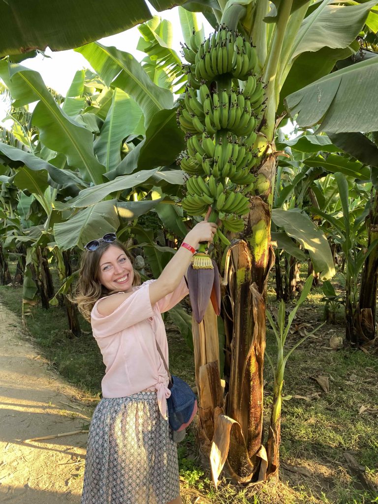 Banana grove