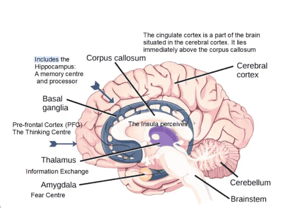 Amigdala, insila, Pre-Frontal Cortex in Brain structure